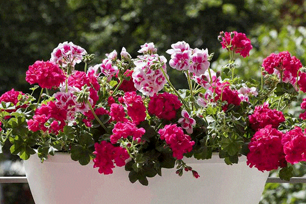 چگونه گل شمعدانی را قلمه بزنیم